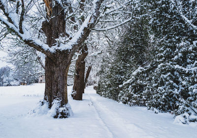 Trees on snow covered field