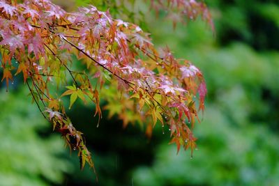 Close-up of pink flowers growing on plant