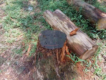 High angle view of wood on field