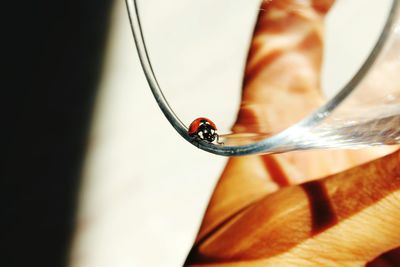 Close-up of hand holding glass with ladybug