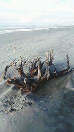 Driftwood on beach against sky