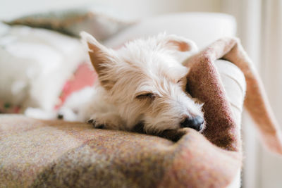 Close-up of dog resting on bed at home