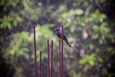 Bird perching on rebar during rainfall