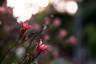 Close-up of pink flowering plant