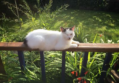 Cat sitting on grass