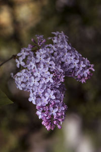 Close-up of purple flowering plant