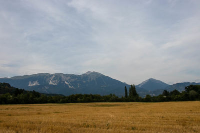 Scenic view of field against sky