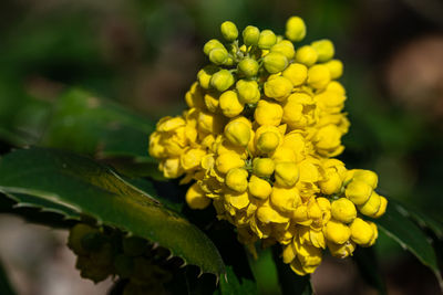 Close-up of yellow flowering plant