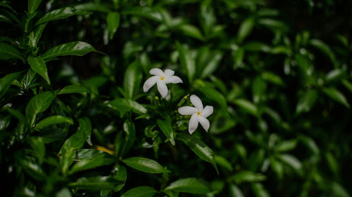 Close-up of white flowering plant