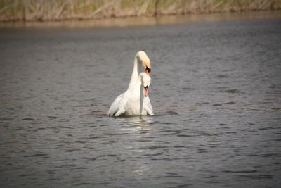 Swan in a lake animal behaviour 