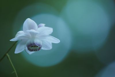 Close-up of white flower blooming outdoors