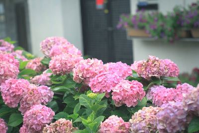 Close-up of pink flowering plants