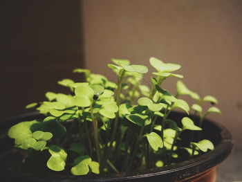 Close-up of potted plant leaves