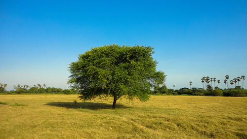 Tree on the field against clear blue sky