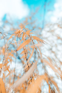 Autumn willow