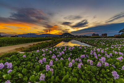 Nara prefecture water hyacinth