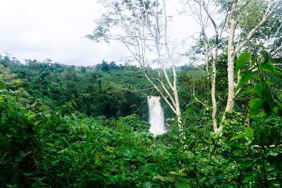 Scenic view of forest against sky