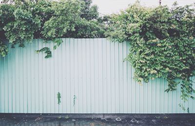 Ivy growing on tree against building