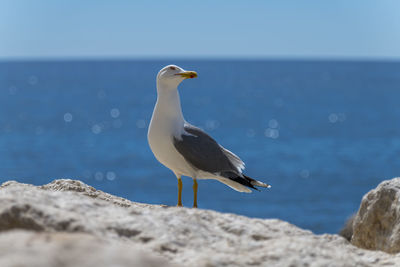 Seagull perching on a beach