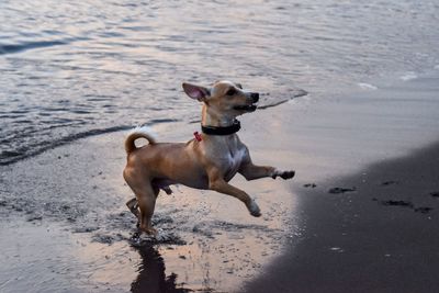 Dog running on beach