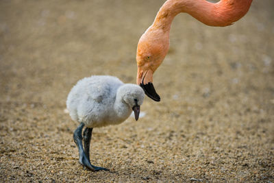 Close-up of birds on land