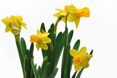 Close-up of yellow daffodil flowers against white background