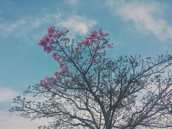 Low angle view of trees against sky