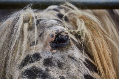 Close-up of a horse