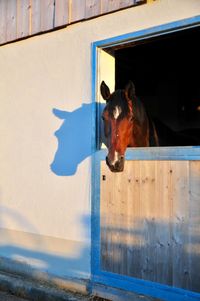 Horse in stable