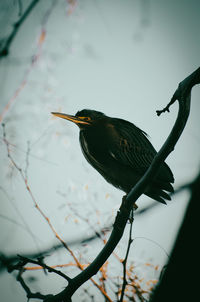 Low angle view of bird perching on tree