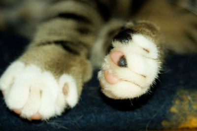 Close-up of cat resting