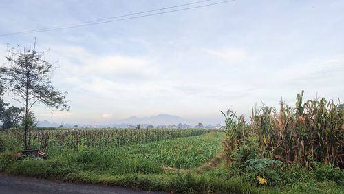 Scenic view of field against sky