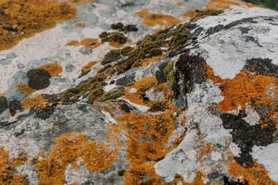 Close-up of lichen on rock