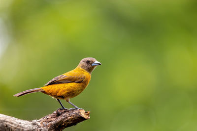 Close-up of bird perching on branch