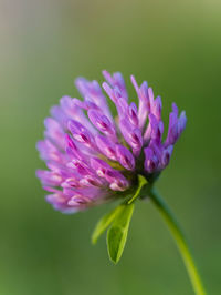 Close-up of purple flowering plant red clover 