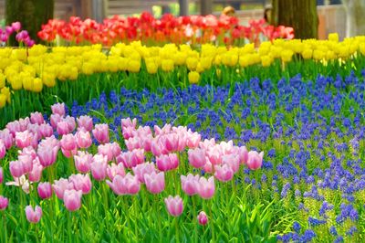 Close-up of multi colored flowers blooming outdoors