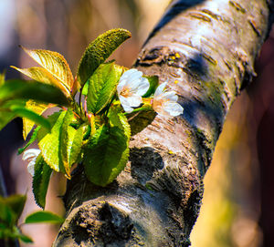 Close-up of tree trunk