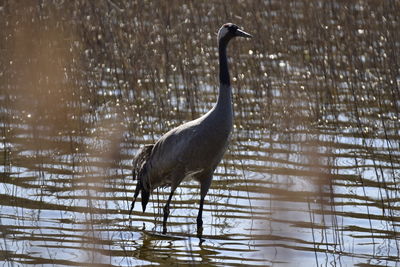 Bird in a lake