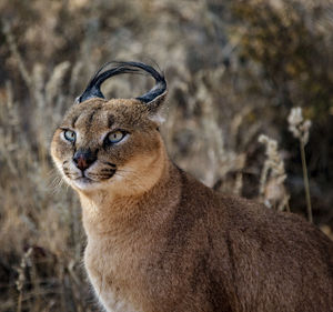 Close-up of a cat looking away