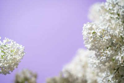 Close-up of white flowering plant against sky