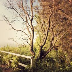 Bare trees on grassy field