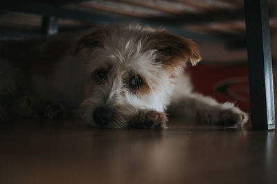 Close-up portrait of dog resting on floor