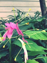Close-up of flowers blooming outdoors
