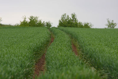 Scenic view of farm against sky