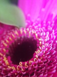 Macro shot of pink flower