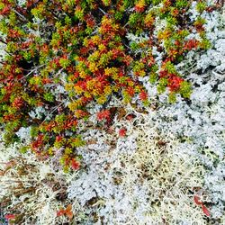 High angle view of orange flowering plants on land