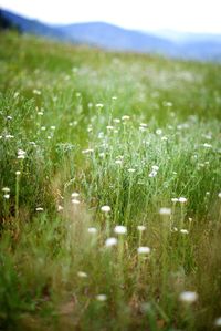 Yellow flowers growing in field