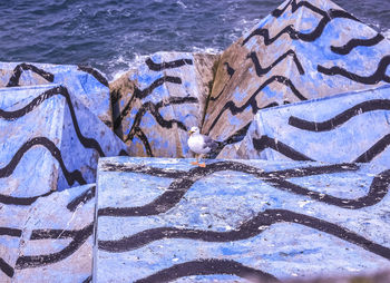 High angle view of bird perching on shore