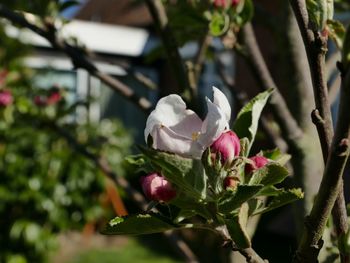 Close-up of white flowering plant