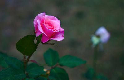 Close-up of pink rose